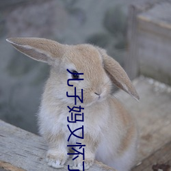 儿子妈又怀了你的孩子
