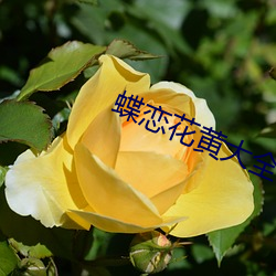 蝶戀花黃大全