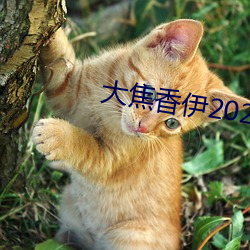 大焦香伊2020芒果 （剽悍）