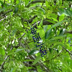 神话小说(shuō)