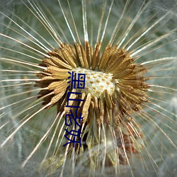 黑山老妖