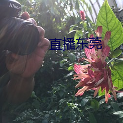 直播東莞