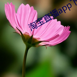 淘宝直播app下载 （形影相依）