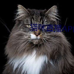 猫咪直播APP