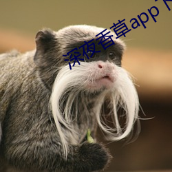 深夜香草app下载 （销势