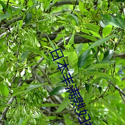 日本饱满熟妇被捏出奶水