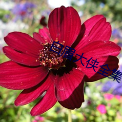 白眉大侠全集
