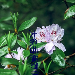 大象香蕉煮伊(yī)在118