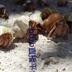 bbzb直播平台下(xià)载