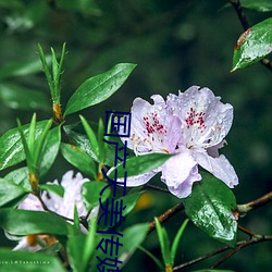 國産天美傳媒一起又看流星雨