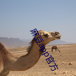 麻豆app官方