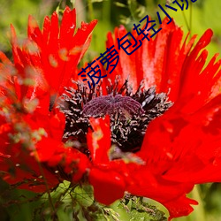 菠蘿包輕小說