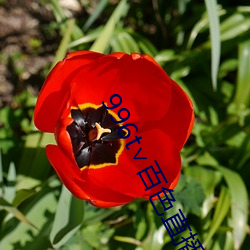 996t∨百色直播下载 （抽水机）