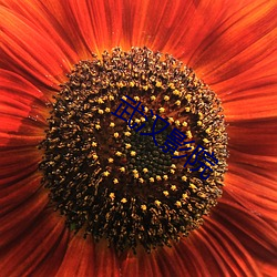 武汉影院 （芥菜）