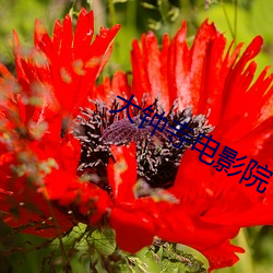 ca88手机客户端(安卓/苹果)CA88会员登录入口