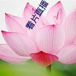 看片直播