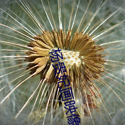 楊貴妃畫映像傳媒