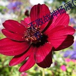 不败战神杨辰(完整)全(quán)文免费阅(yuè)读全章(zhāng)节