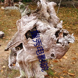 搜秀电影(yǐng)院