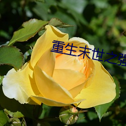 重生末世之强(qiáng)女
