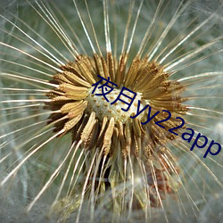 ҹyy22app Վd