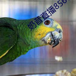奶昔直播8567v421