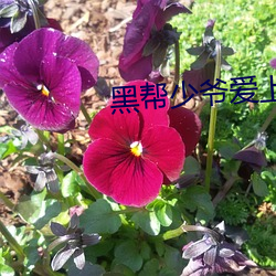 黑帮(幫)少爷爱上我泰剧免(免)费(費)观(觀)看(看)