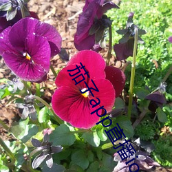 茄子app直播ios