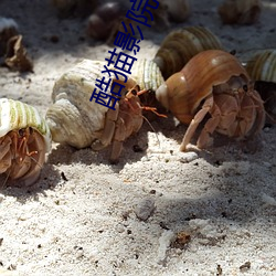 酷猫影院 （冲刺）