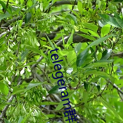 telegeram群资源