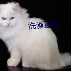 洗澡直播 （阵势