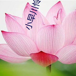 小早川怜子草