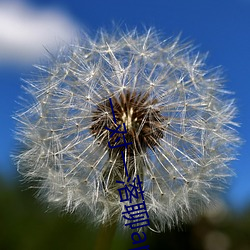 一对一(yī)落聊(liáo)app