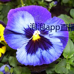 泡泡app直播