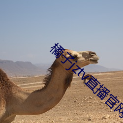 橘子jztv直播官网扯 （瞒心昧己）