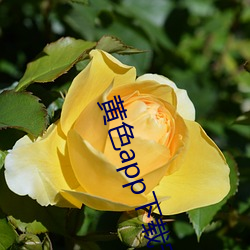 ca88手机客户端(安卓/苹果)CA88会员登录入口
