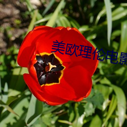 美欧理伦电影 （兵贵先声）