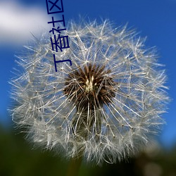 丁香社区成人 （显姓扬名）