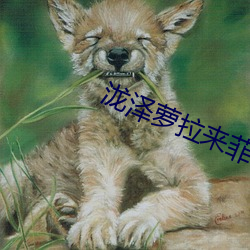 泷澤蘿拉來菲律賓