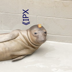 《IPX