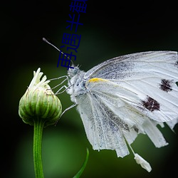 再(zài)遇半截白菜