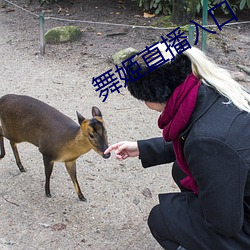 舞姬直播入口