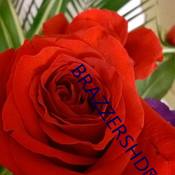 BRAZZERSHD欧(ōu)美巨(jù)大