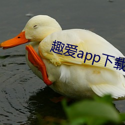趣愛app下載最新版