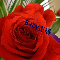 Baby直(zhí)播