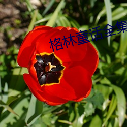 格林童话全(全)集