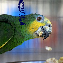 婚前试爱小说(shuō)