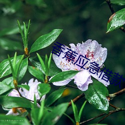 香(xing)蕉应急(jí)借款