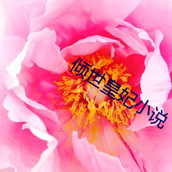倾世皇妃小说