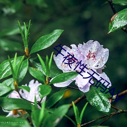 午(午)夜(夜)性无码AV